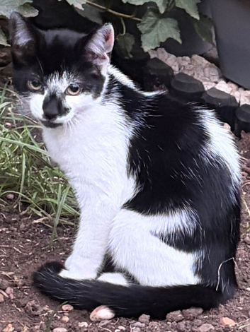 Beautiful kittens looking for a home