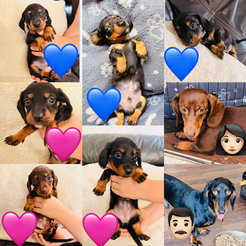 Miniature dachshund pups
