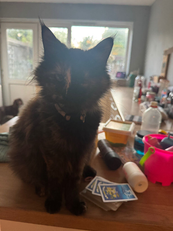 Mainecoon cross kittens
