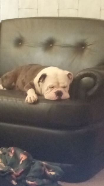 English Bulldog