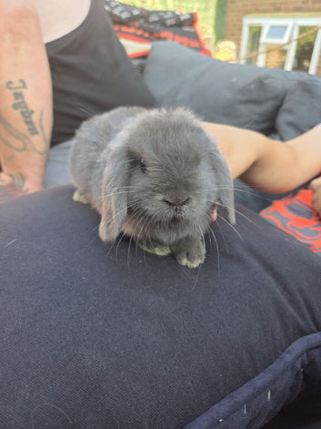 Baby min lops
