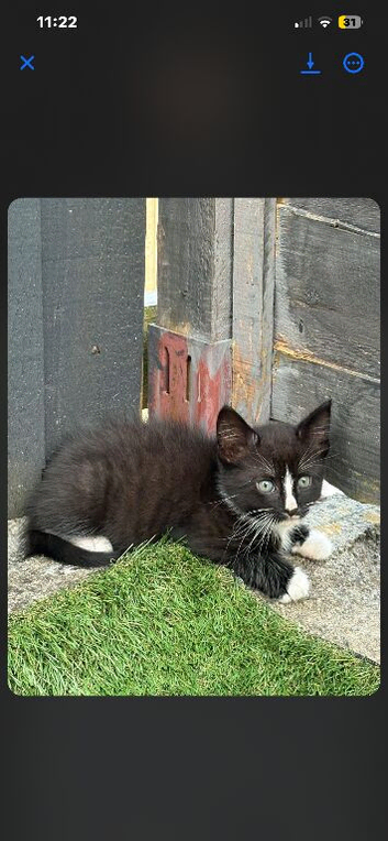 two kittens male + female (repost)