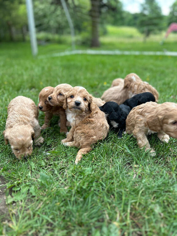 GORGEOUS F1 COCKERPOO PUPPIES