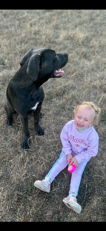 Cane corso cross presa canario