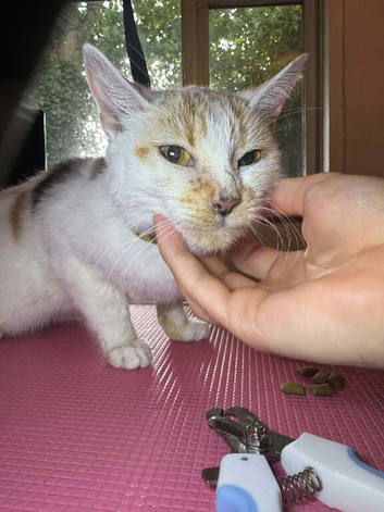 Lovely rescue cat Peach looking for a loving, cat-free home
