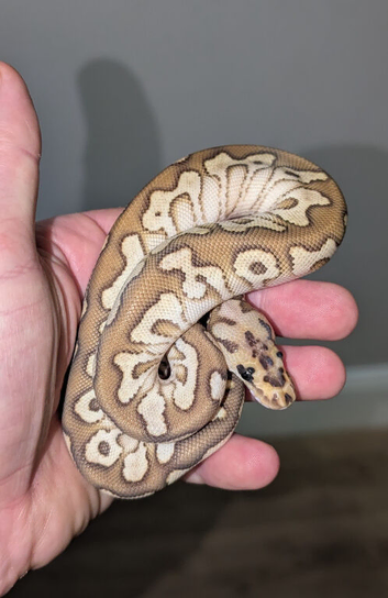 Clown Royal python hatchlings