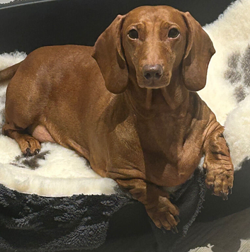 Stunning KC registered Standard Dachshund litter