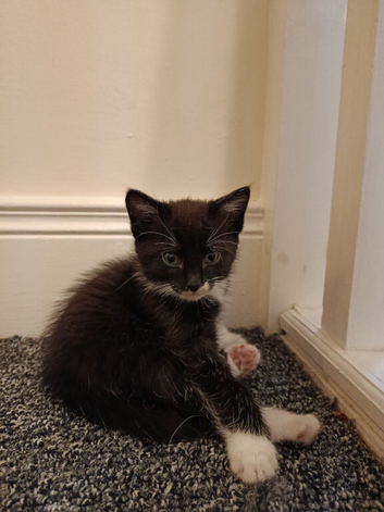 Kittens for sale
