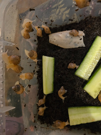 African land snails