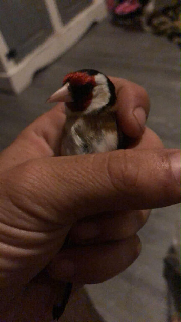 Male goldfinch