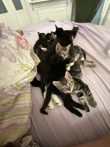 5 kittens for sale tabby and black and white