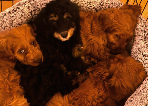 Gorgeous Cavapoo puppies