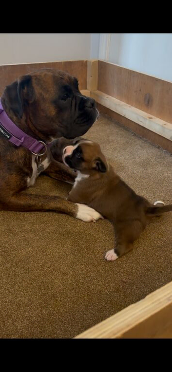 8 week old female boxer big bred