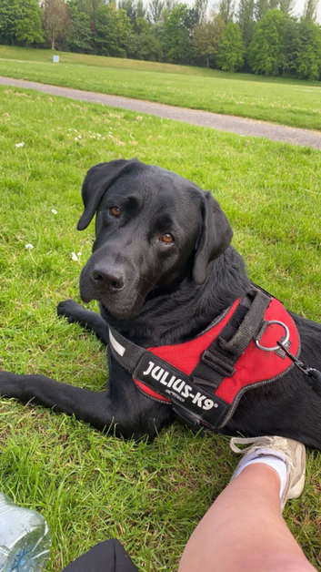 5 year old full pedigree Labrador for stud