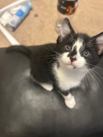 Lovely kittens need home