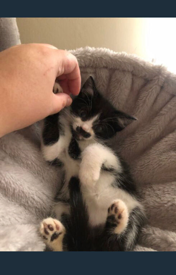 Kittens for sale