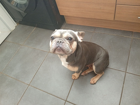 French bulldog girl