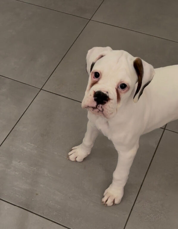 2 White KC Boxer Puppies **READY NOW **