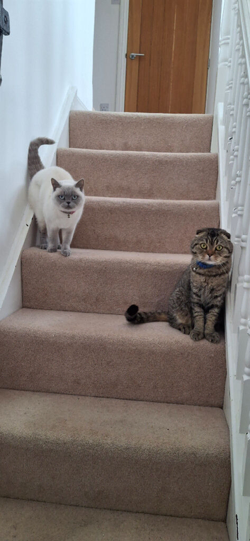 British shorthair and Scottish fold cats