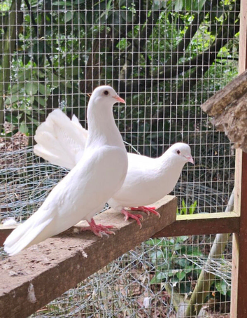 PURE WHITE GARDEN DOVES PIGEONS
