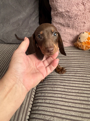 Mini Dachshund Boy