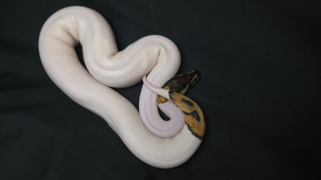 High Pied Ball Python 85%
