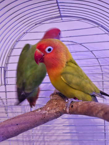 Beautiful bonded pair of lovebirds & cage