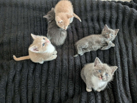 Outstanding Russian blue mixed kittens