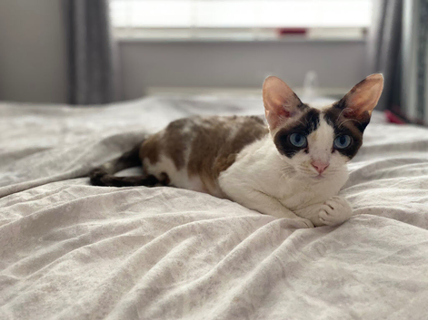 2 gorgeous female Kittens Looking for Loving Homes