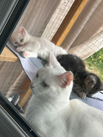 Cute n cuddly kittens for sale