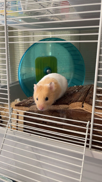 Ginger and White Male Syrian Hamter with cage + accessories