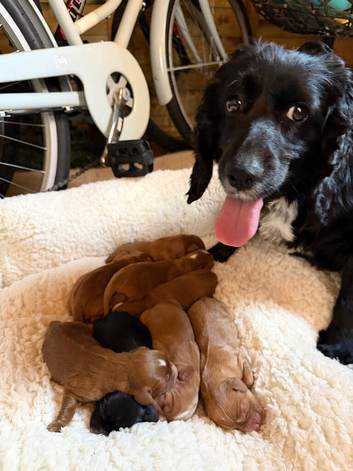 Cocker spaniels KC