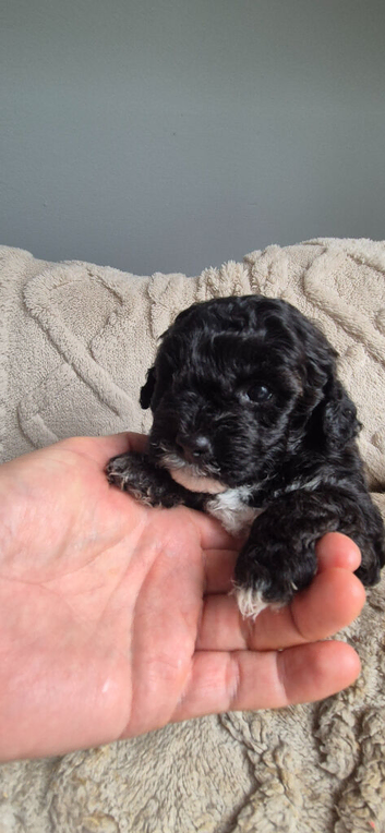 Beautiful Cavapooshon puppies.