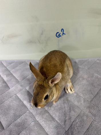 Mini Rex bunnies