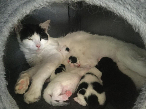 .Tiny Puds Seeking Forever homes.