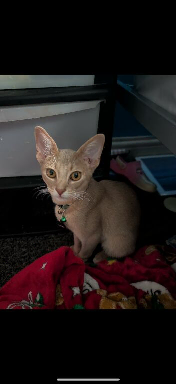 Abyssinian cross Cornish rex boy