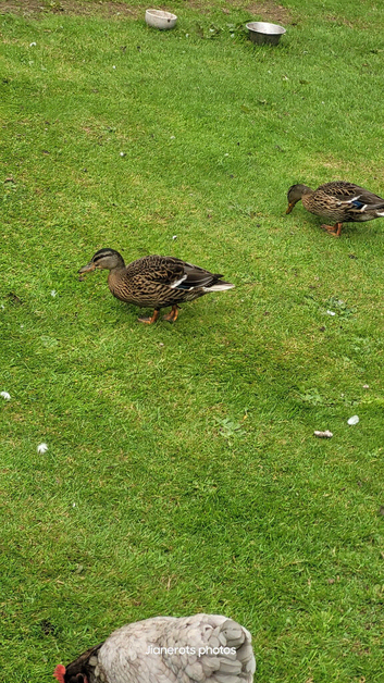 3 months old mallard looking for their forever pond/home