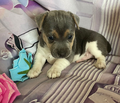Miniature Jack Russell puppies deposit secures only boy left now