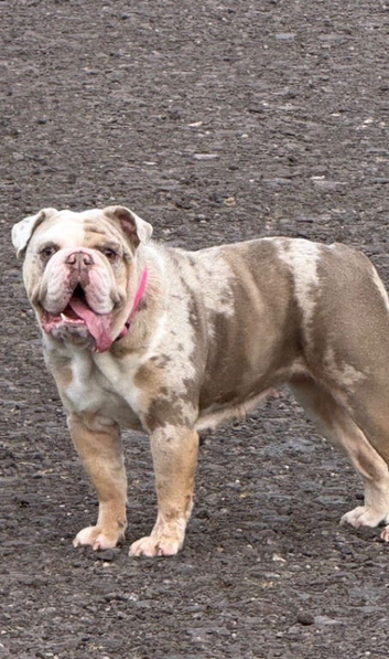 English bulldog