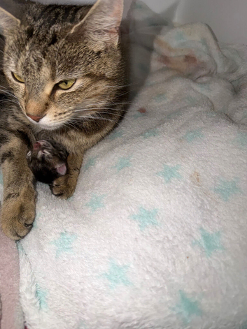 Kittens