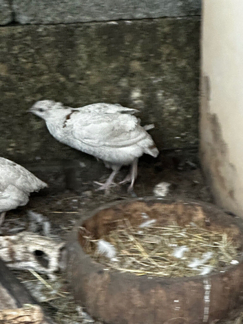 Male Japanese quail