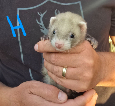 Half bews /sandy kits