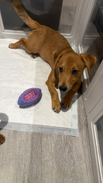 Male Jack Russell pup