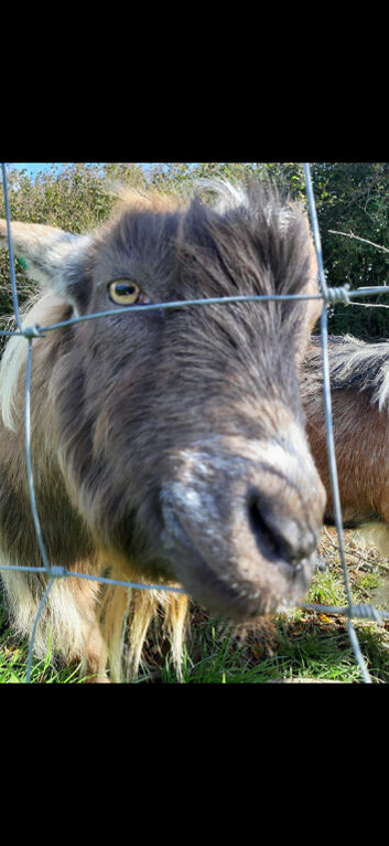Two male pygmy goats