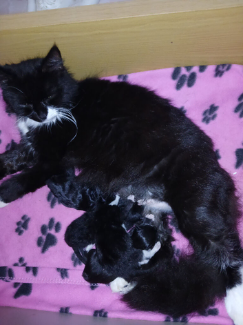Kittens