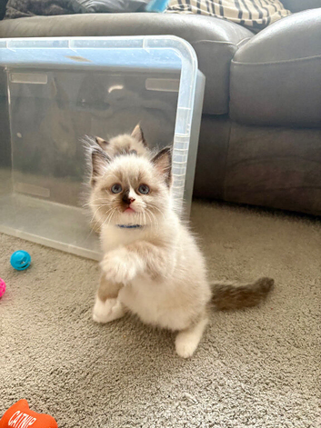 Ragdoll male kitten