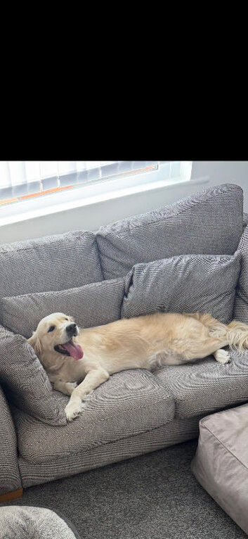 Lovely golden retriever