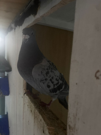 11 Racing Pigeons for Sale - Best Offer!
