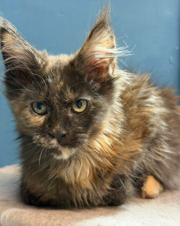 Stunning TICA Registered Maine Coon Kittens