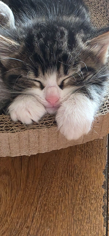 Maincoon x British short hair